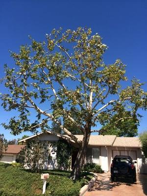 Arbor Age Tree Services