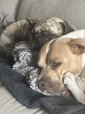 Beach Cities Veterinary Hospital