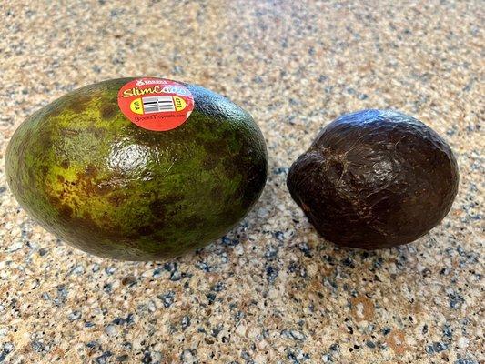 The biggest avocados in the state of Colorado