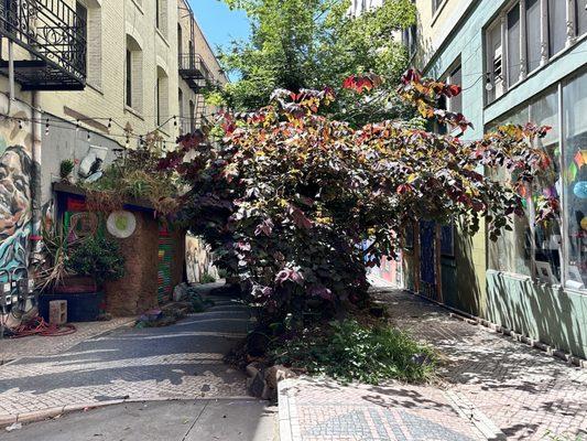 Tenderloin National Forest