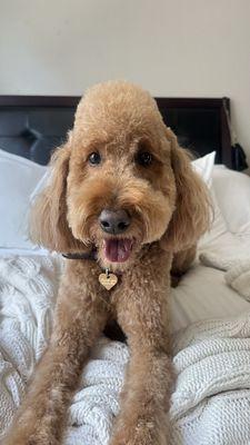 indie's signature do!