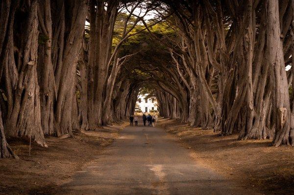 Cypress Tree Tunnel