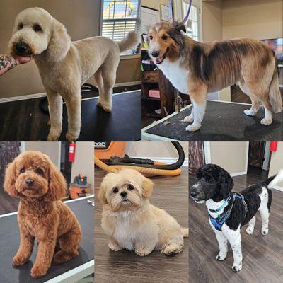 Ruff Country Kennels & Grooming