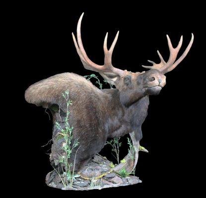 Moose Taxidermy