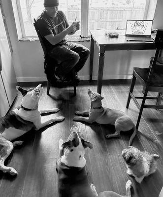 Missing Link Pet Services