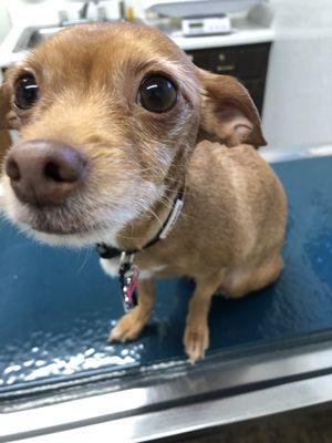This is peanut and they saved her life.