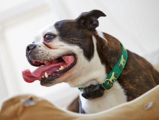 DogWatch of the Twin Cities