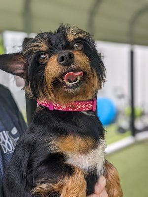 Indian Bridge Kennels & Suites