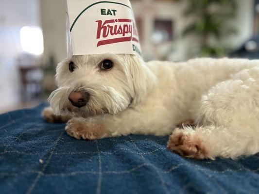 Teddy w/ his Krispy Kreme hat lol