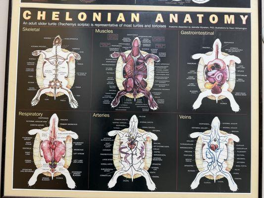 Dayton South Veterinary Clinic