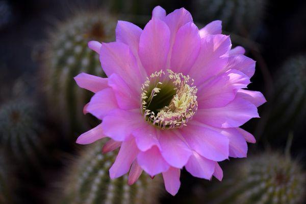 Coldwell Banker Borrego