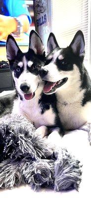 Buffalo Animal Shelter