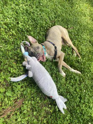 Chesapeake Animal Services