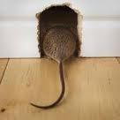 Dabomb Pest Control