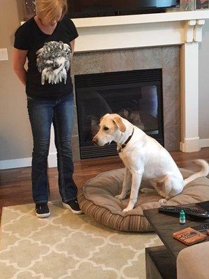 Dreamcatcher Dog Training and Rehab Center