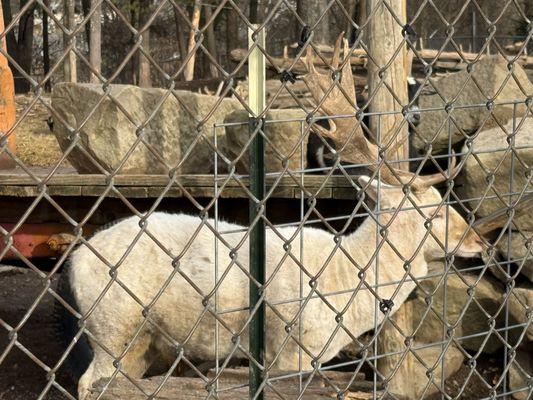 Treehouse Treats And treasures