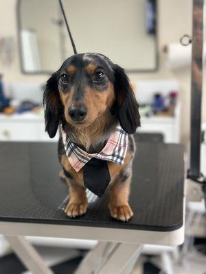 Lafleur Pet Grooming