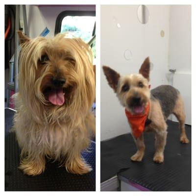 Pooch Paradise Spa Mobile Dog Grooming