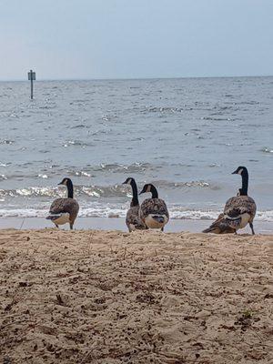 Fairhope Municipal Beach North Beach