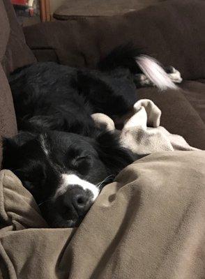 Home Sweet Home Dog Resort