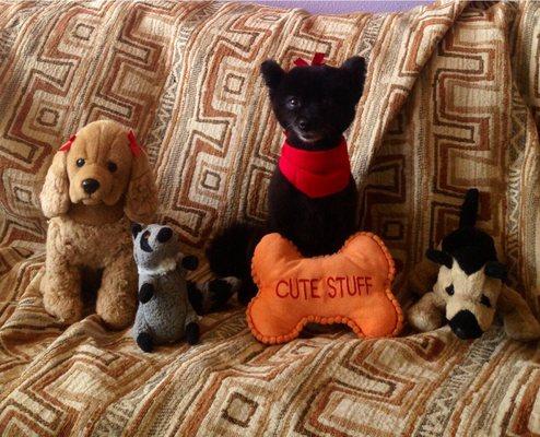 Mitzi always takes a picture after grooming and sends it to you. What a cutie!