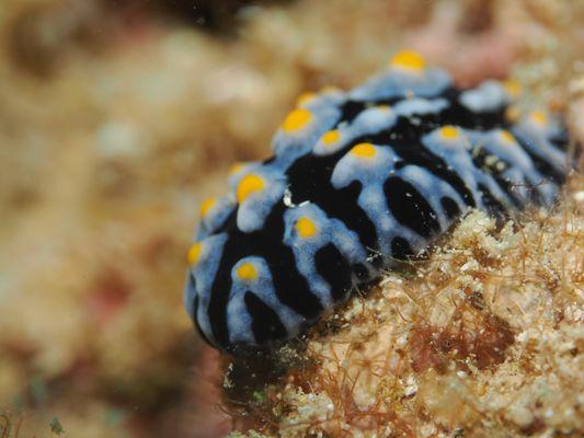 fried egg nudibranch