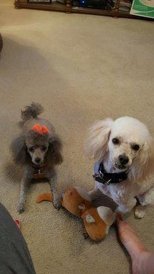 Dawg N Sudz Grooming Salon