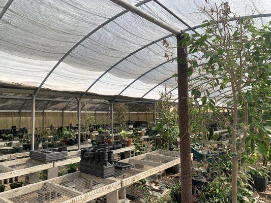 Accent Plant Interior