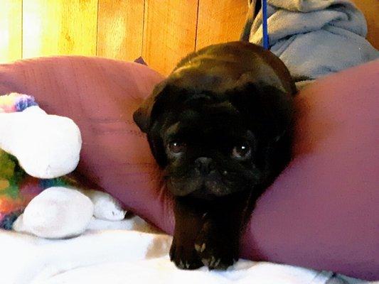 Chariho Animal Hospital