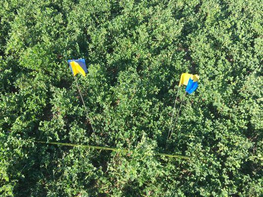 Plant Diagnostic Services