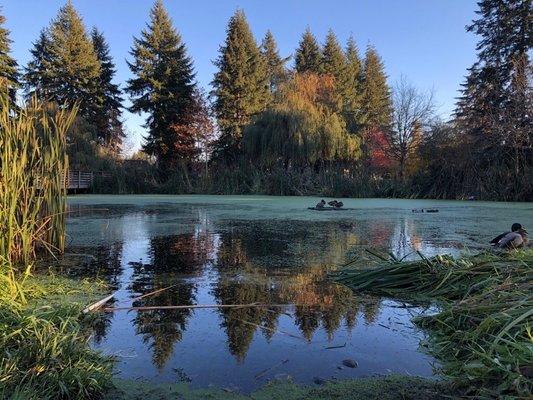 The ducks were enjoying a peaceful paddle on this beautiful Autumn day.