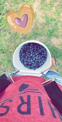 Rambo Blueberries