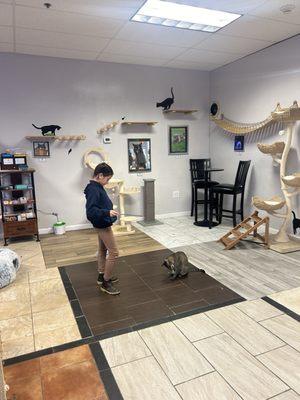 Kitty Cat Cafe