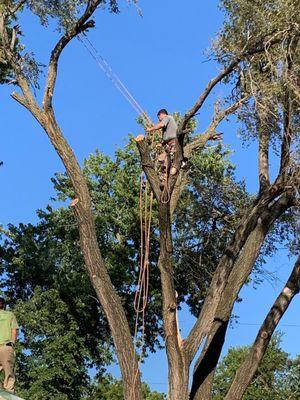 Hill Tree Service
