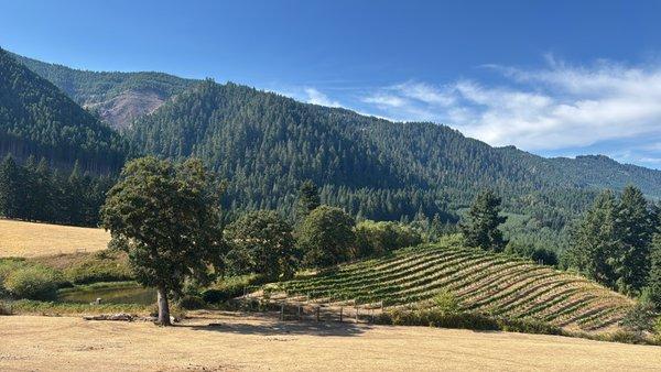 Spire Mountain Cellars