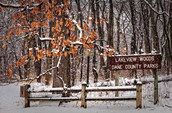 Winter and shades of oaks.
