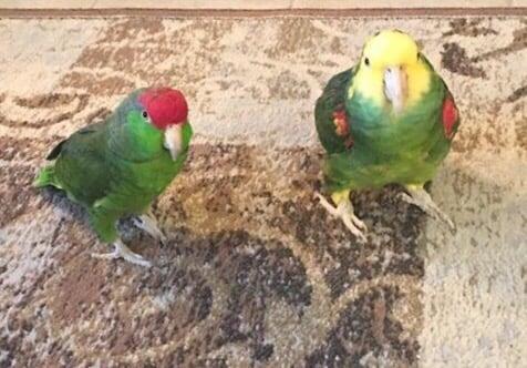 Fair Dinkum Pet and House Sitting