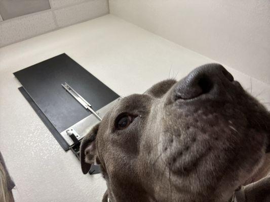 Has getting her rabies updated