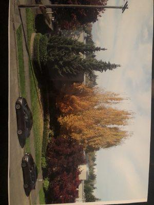 Emerald Streak Landscaping