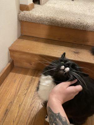 Kates Affordable Pet Sitting