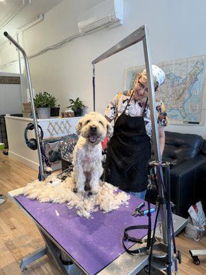 My dog getting groomed at the Wag Shop!