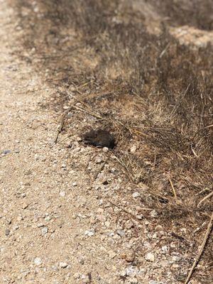Año Nuevo State Park