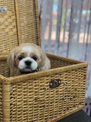 Shaggy 2 Chic Grooming