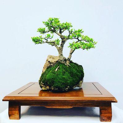 Timeless Trees Bonsai Nursery