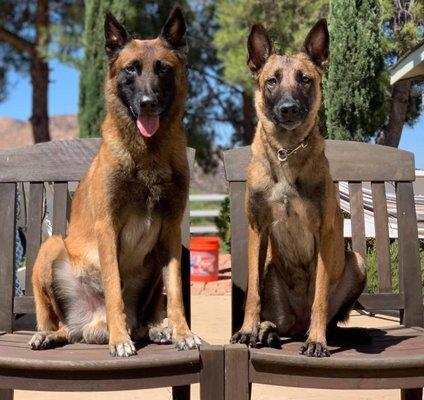 Crank's Custom Canines