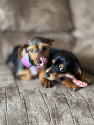 Dusty Paws Pet Wash & Grooming