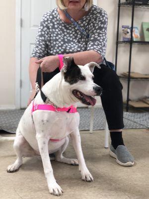 All About Animals Rescue