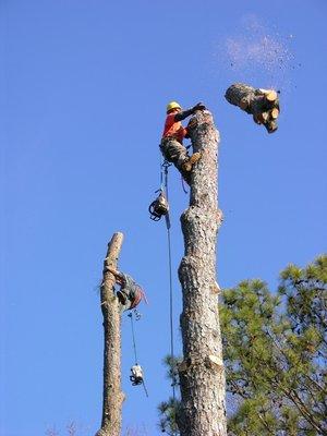Roanoke County Tree Service