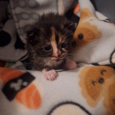 Critter Tales Pet Care