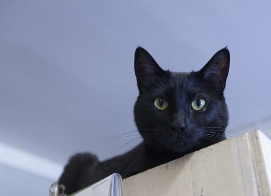 Cat City Boarding Resort